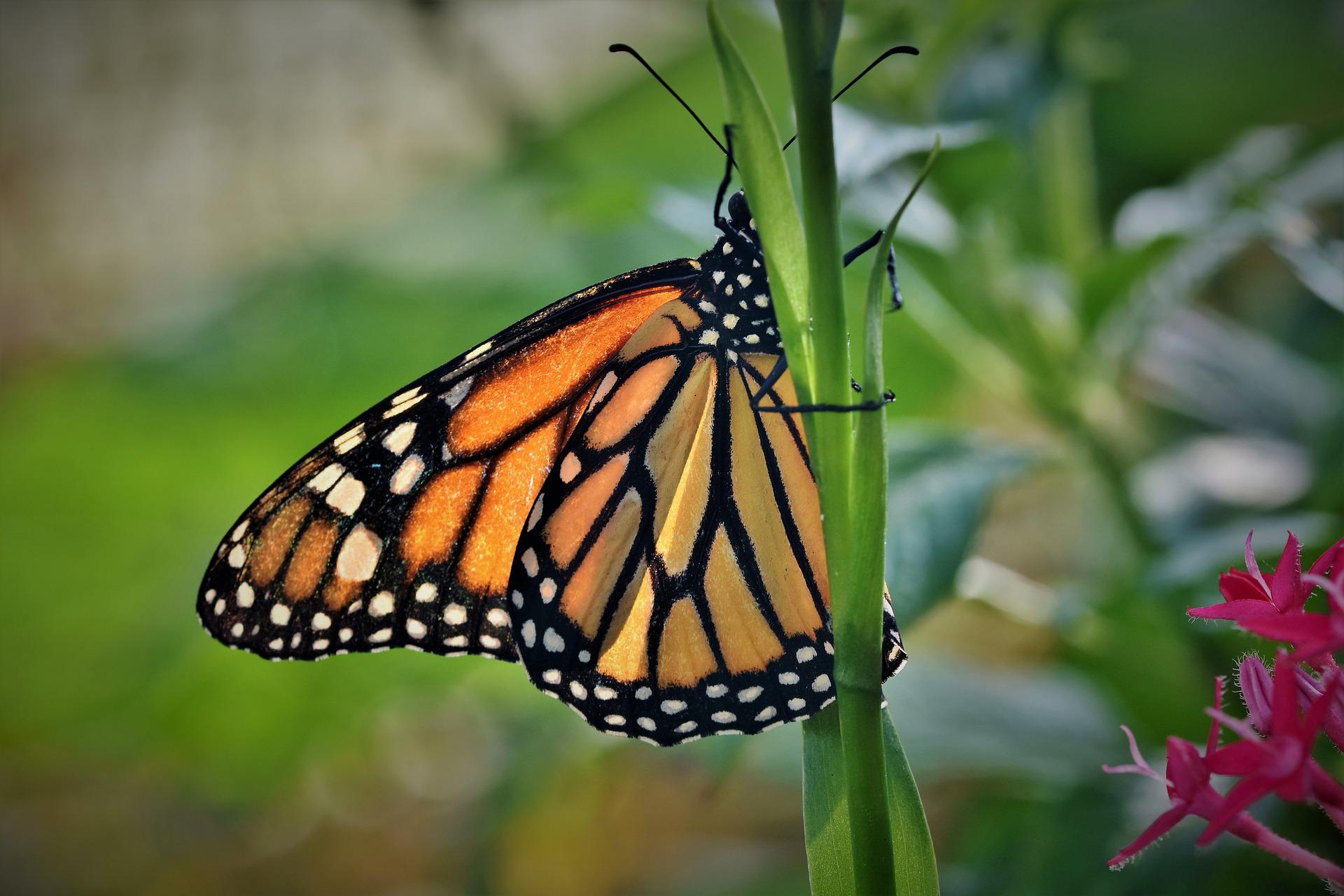 Mariposa. Foto: Butterfly, de Ralphs Fotos